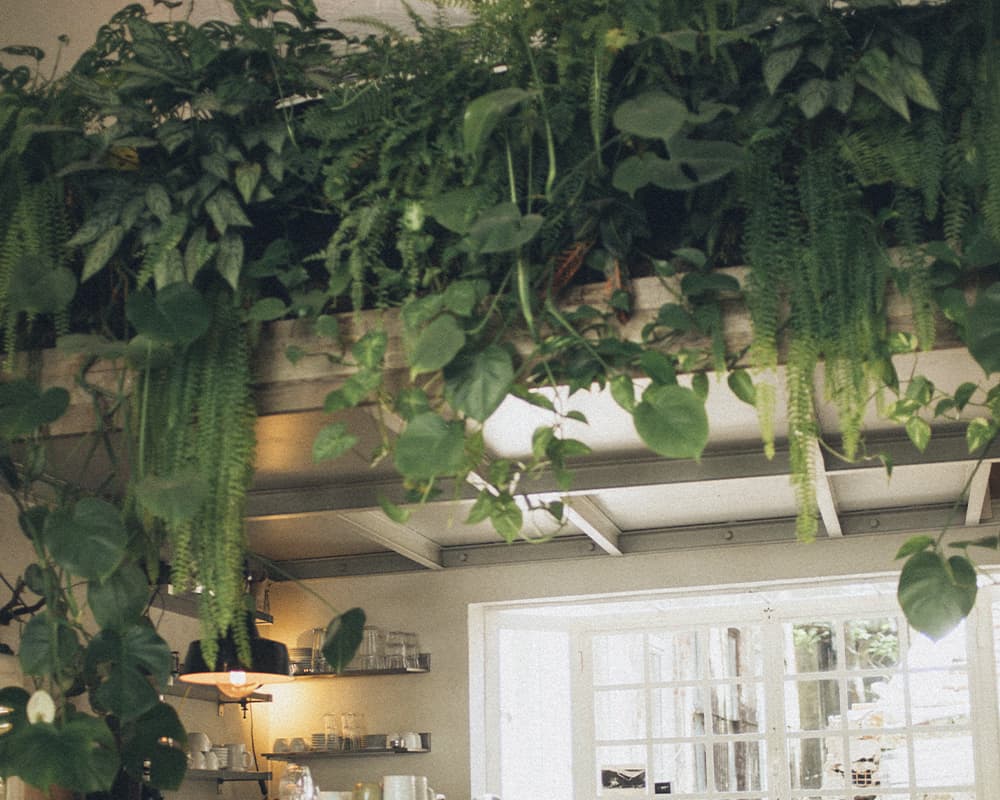 Indoor plants